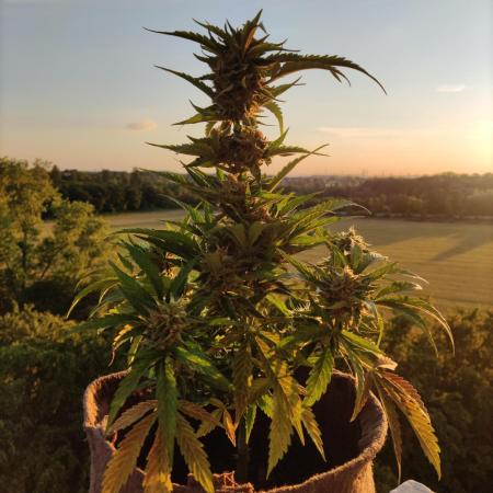 Auto Moon Rock ( In & Outdoor )