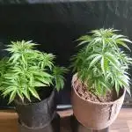 White Widow  X  The Ultimate