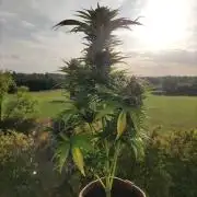 Auto Red Tropicana Cookies