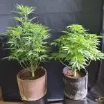 White Widow  X  The Ultimate