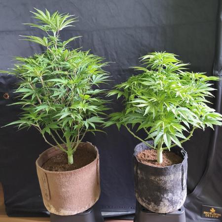 White Widow  X  The Ultimate