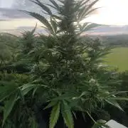 Creamzilla Auto ( In & Outdoor )