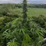 Super Silver Haze Auto