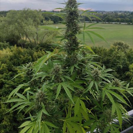 Super Silver Haze Auto