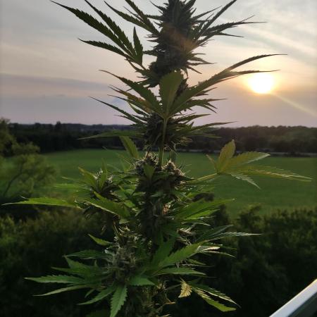 Cheese Auto