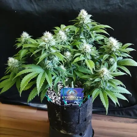 ETERNITY GROW CUP   ( Runtz)
