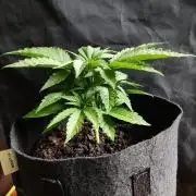 Killer Kush F1 Fast Version