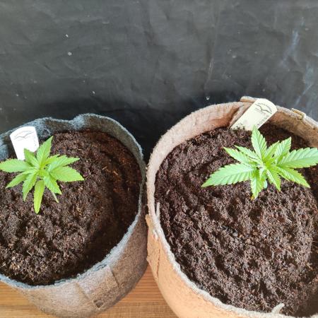 White Widow  X  The Ultimate
