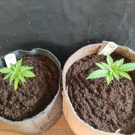 White Widow  X  The Ultimate