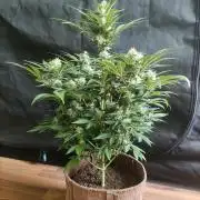 Power Plant
