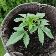 Auto Moon Rock ( In & Outdoor )