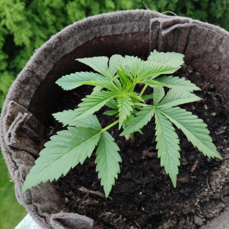 Auto Moon Rock ( In & Outdoor )