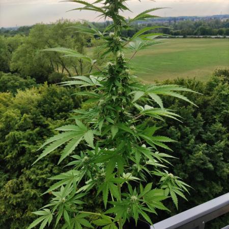 CBD Fix Auto