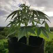Creamzilla Auto ( In & Outdoor )