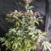 Big Bud