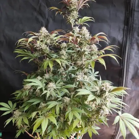Big Bud