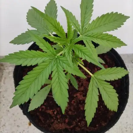 Cheese Auto