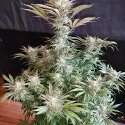 White Widow  X  The Ultimate