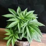Power Plant