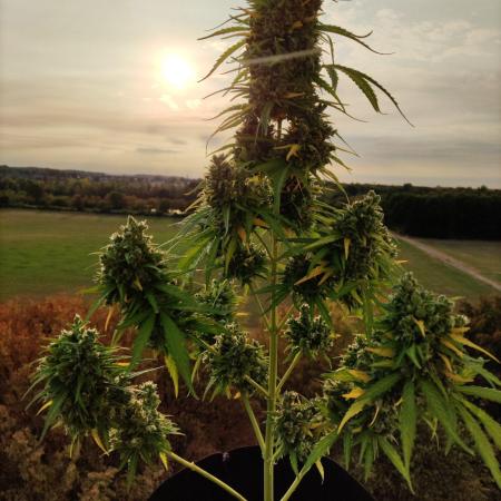 Durban Poison Autoflower