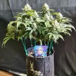 ETERNITY GROW CUP   ( Runtz)