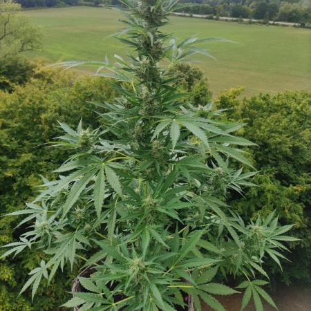 Green Posion XL Auto
