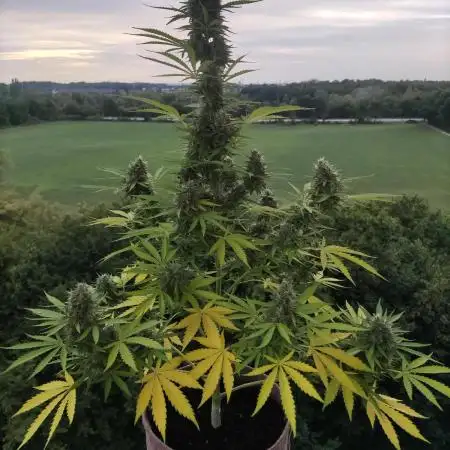 Strawberry Haze Auto