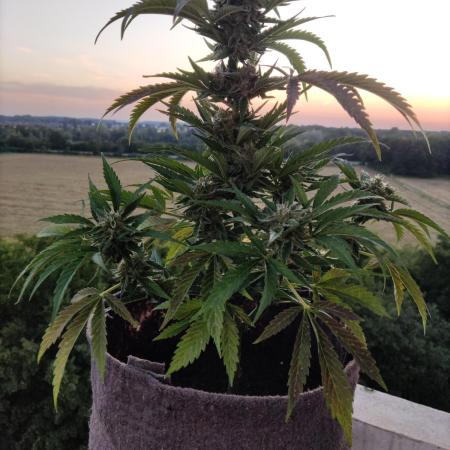 Auto Moon Rock ( In & Outdoor )
