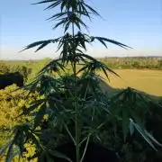 Durban Poison Autoflower