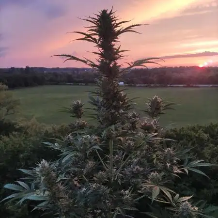 Green Posion XL Auto