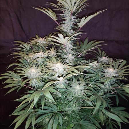 White Widow  X  The Ultimate