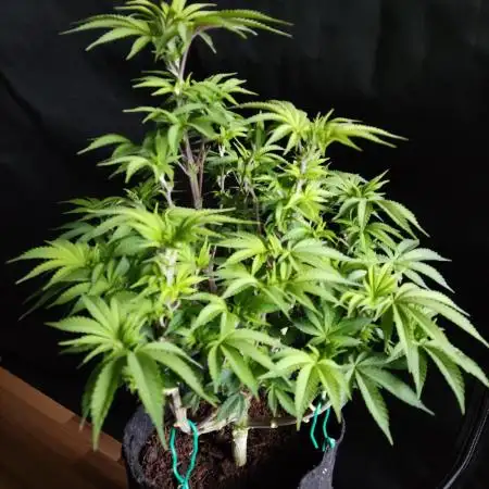 Big Bud