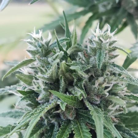 Durban Poison Autoflower