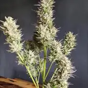 Auto Red Tropicana Cookies