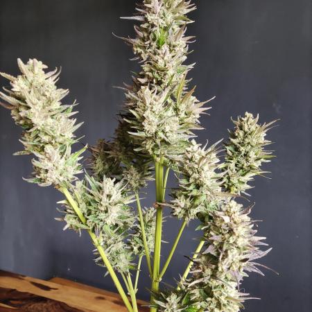 Auto Red Tropicana Cookies