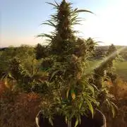 Ghost Train Haze Auto
