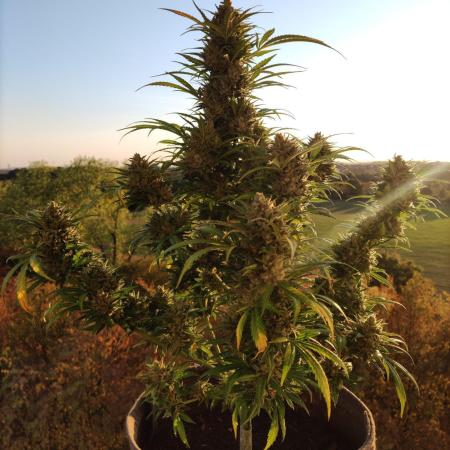Ghost Train Haze Auto