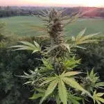Cheese Auto