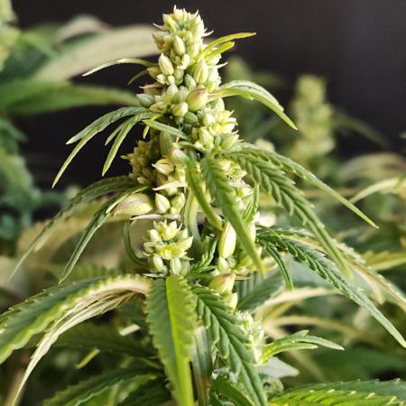 White Widow  X  The Ultimate