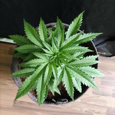 Sugar Black Rose