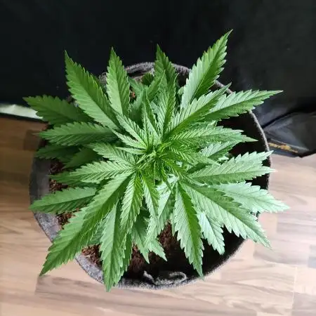 Sugar Black Rose