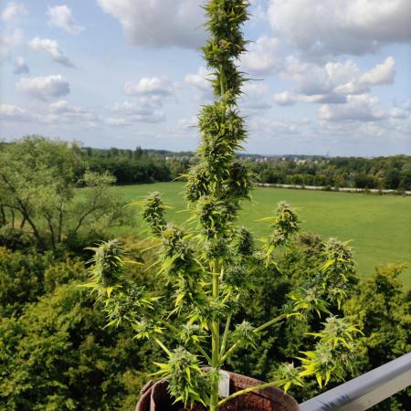 Auto Candy Bubatz XL