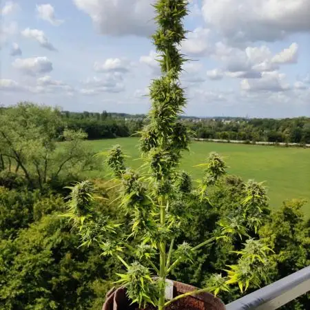 Auto Candy Bubatz XL