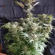 White Widow  X  The Ultimate