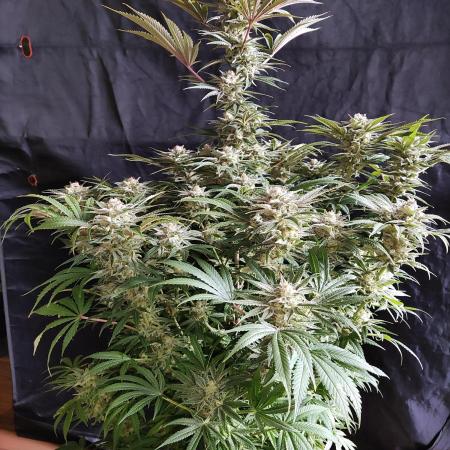 White Widow  X  The Ultimate