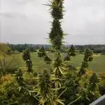 Lemonberry Haze Auto