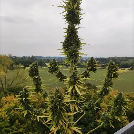 Lemonberry Haze Auto