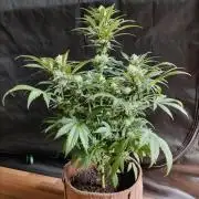 Power Plant