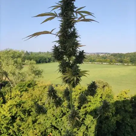 CBD Fix Auto