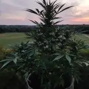 Ghost Train Haze Auto